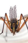 Ctenophora festiva