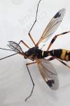 Ctenophora festiva