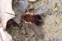 Bombylius discolor