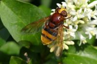 Volucella zonaria