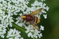 Volucella zonaria
