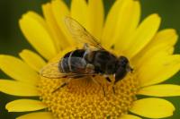 Eristalis nemorum
