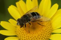 Eristalis nemorum