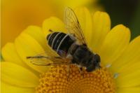 Eristalis nemorum