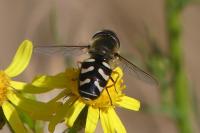 Scaeva pyrastri