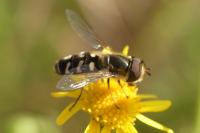 Scaeva pyrastri
