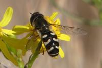 Scaeva pyrastri