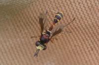 Physocephala vittata