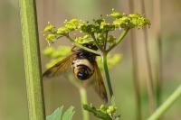 Volucella inanis