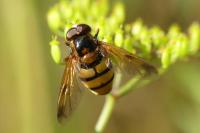 Volucella inanis