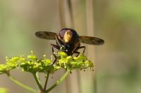 Volucella inanis