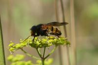 Volucella inanis