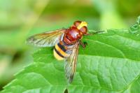Volucella zonaria