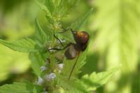 Volucella pellucens