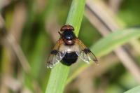 Volucella pellucens