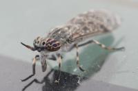 Haematopota pluvialis