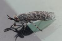 Haematopota pluvialis