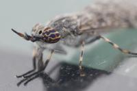 Haematopota pluvialis