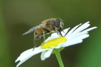 Eristalis tenax