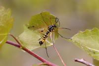 Ctenophora flaveolata