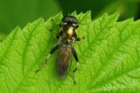 Xylota sylvarum