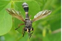 Physocephala rufipes