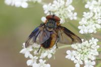 Phasia hemiptera