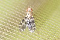 Trypetoptera punctulata