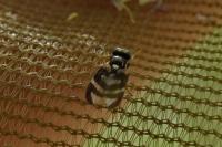 Urophora quadrifasciata