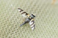 Urophora quadrifasciata