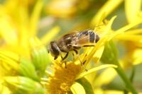 Eristalis arbustorum
