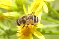 Eristalis arbustorum
