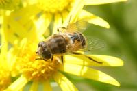 Eristalis arbustorum