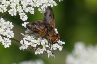 Phasia hemiptera