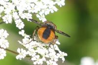 Phasia hemiptera