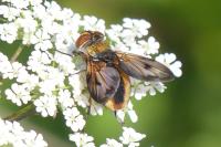 Phasia hemiptera