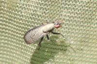 Coremacera marginata