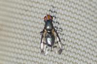 Herina nigrina