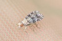 Trypetoptera punctulata