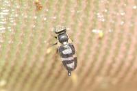 Urophora quadrifasciata