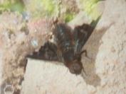 Hemipenthes morio