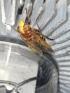 Volucella zonaria