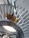 Volucella zonaria