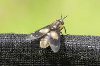 Chrysops caecutiens