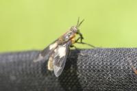 Chrysops caecutiens