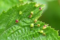 Dasineura ulmaria
