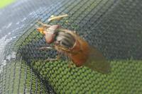 Rhingia campestris