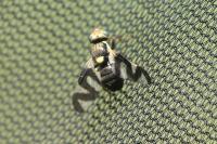 Urophora cardui