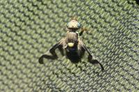 Urophora cardui