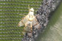 Sphenella marginata